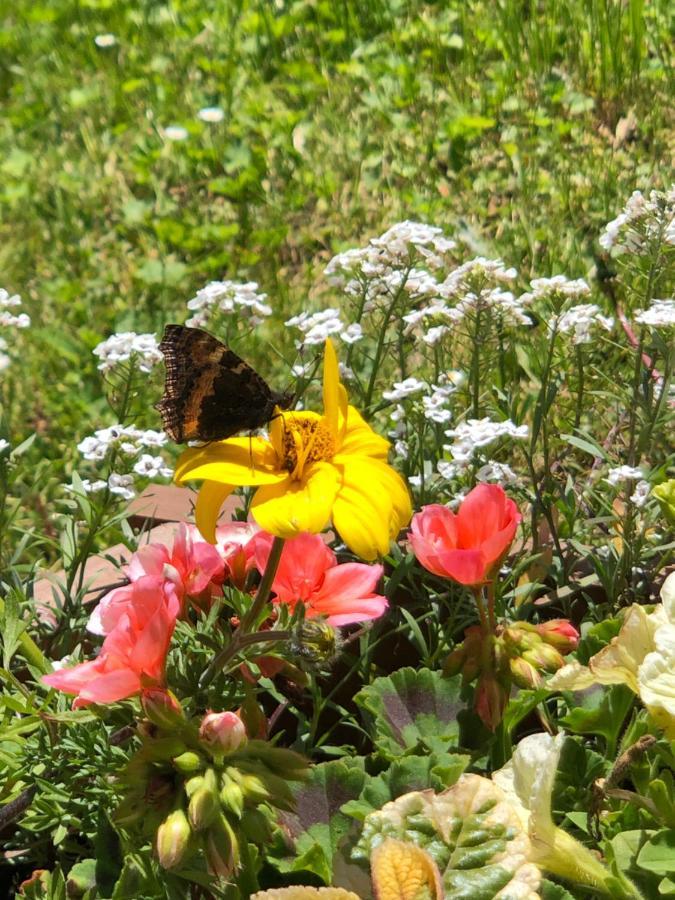 Horska Chata Primula - 1000 M Nad Morom Zuberec Eksteriør billede